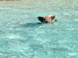 Swimming pigs!