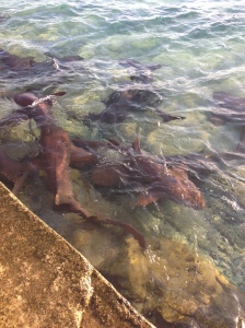 Nurse sharks during feeding time at the marina